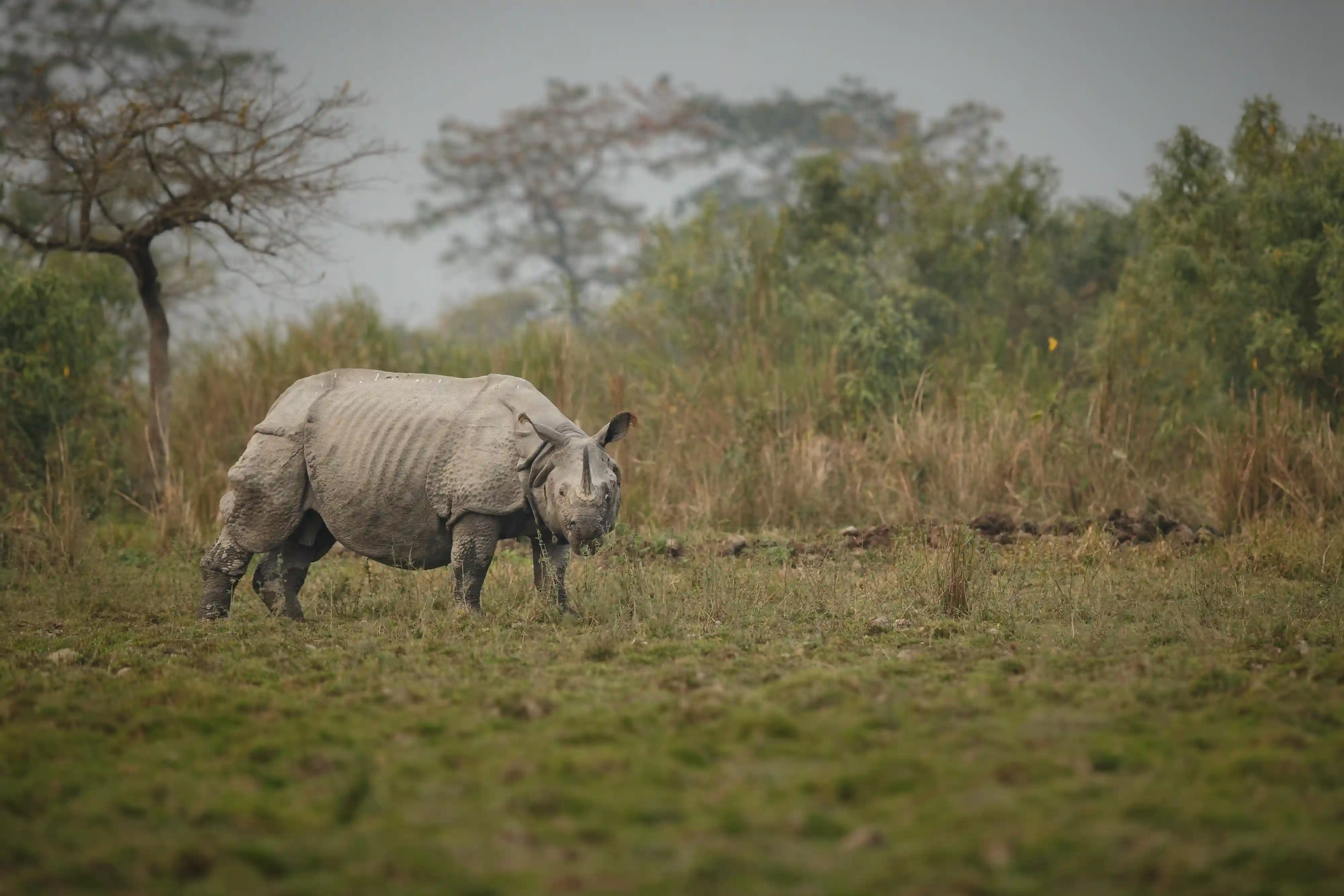 chitwan tour